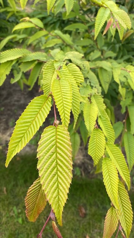 Carpinus japonica ‘Chinese Lantern’