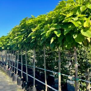 Catalpa bignonioides ‘Nana’