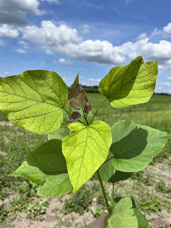 Catalpa bignonioides ‘Nana’