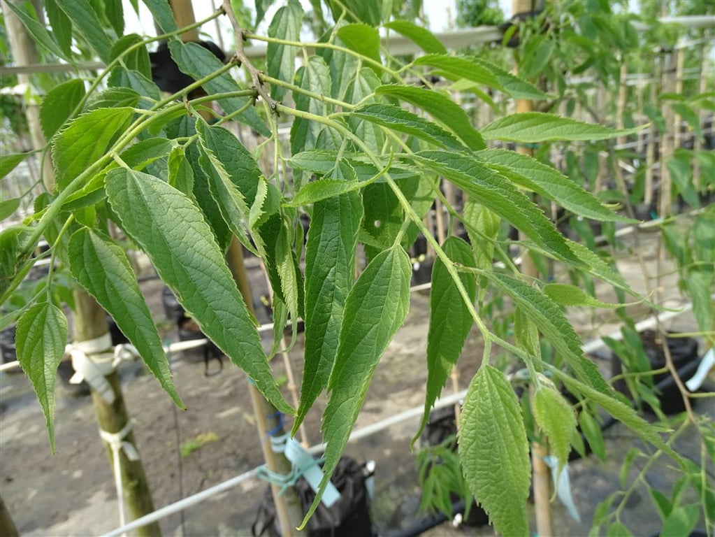 Celtis australis