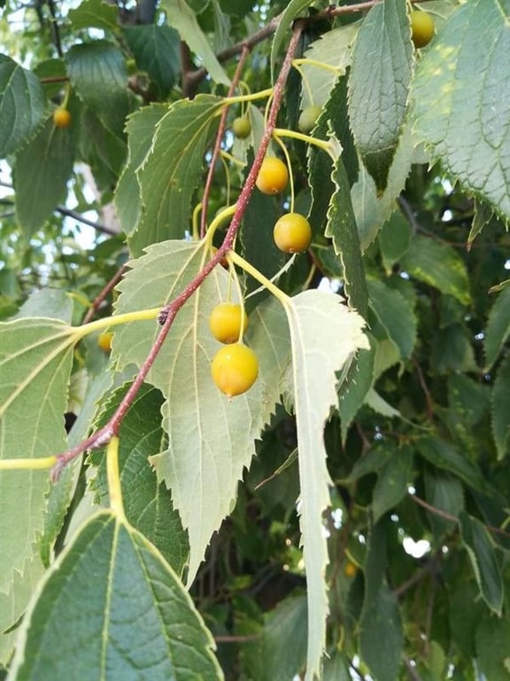 Celtis australis