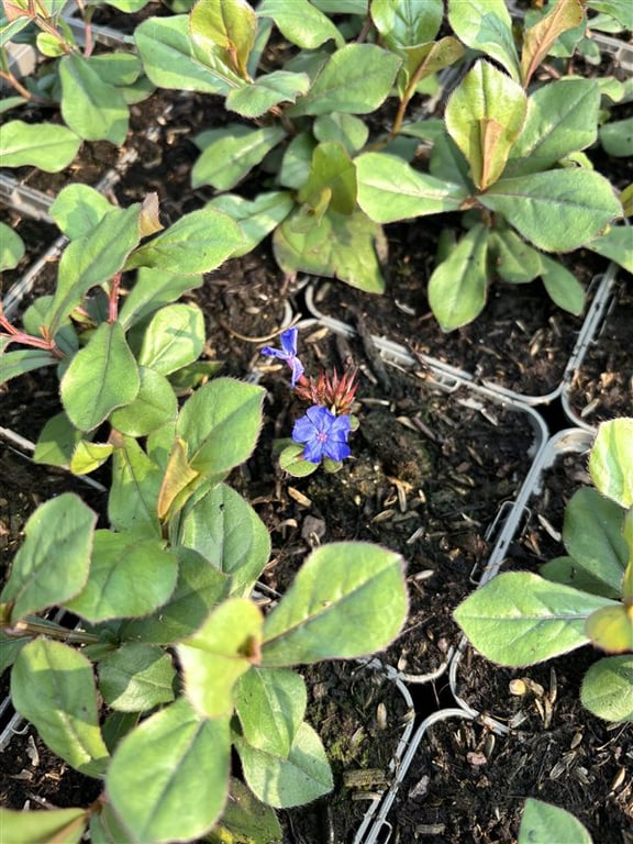 Ceratostigma plumbaginoides