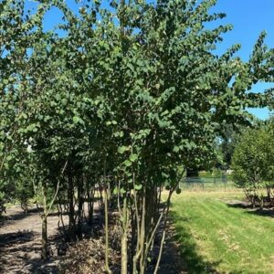 Cercidiphyllum japonicum