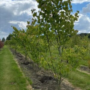 Cercis canadensis