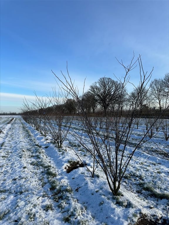 Cercis canadensis