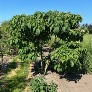 Clerodendrum trichotomum