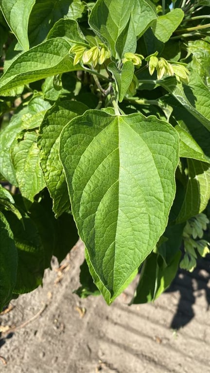 Clerodendrum trichotomum