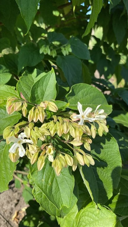 Clerodendrum trichotomum