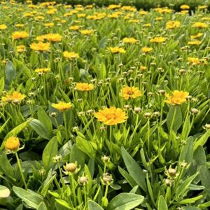 Coreopsis gr. ‘Presto’