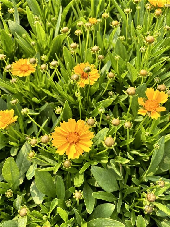 Coreopsis gr. ‘Presto’