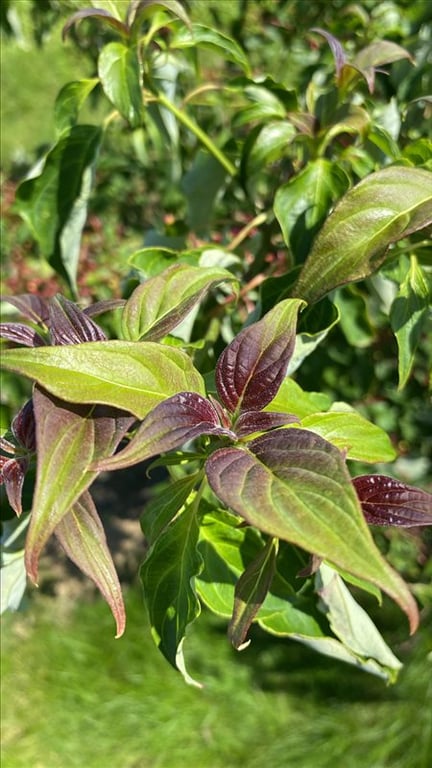 Cornus alternifolia