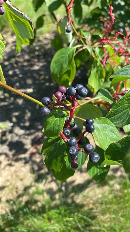 Cornus alternifolia