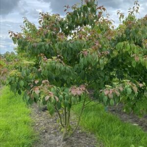 Cornus controversa