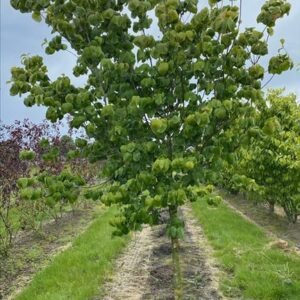 Cornus florida