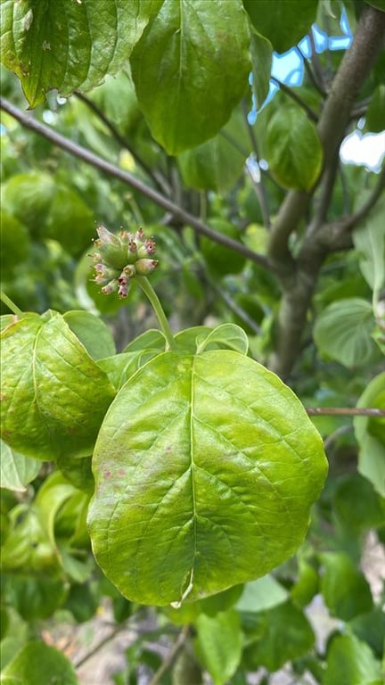 Cornus florida