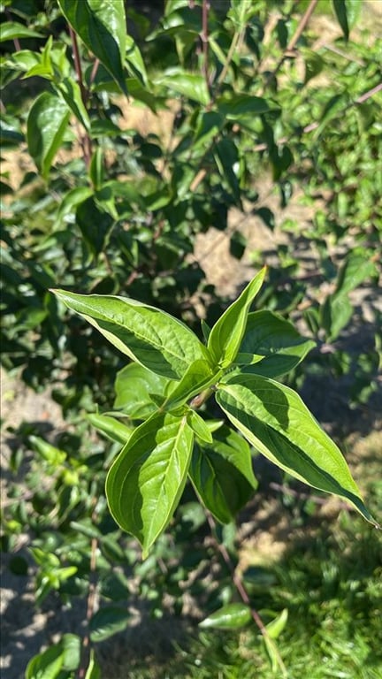 Cornus mas