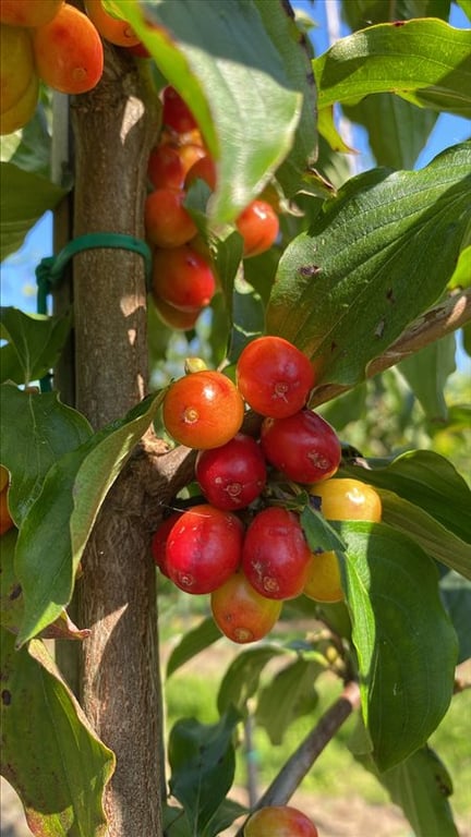 Cornus mas