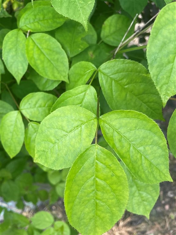 Cornus officinalis