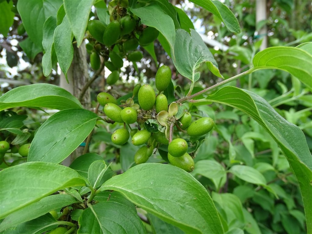 Cornus officinalis