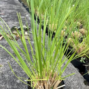 Cortaderia s. ‘White Plume’