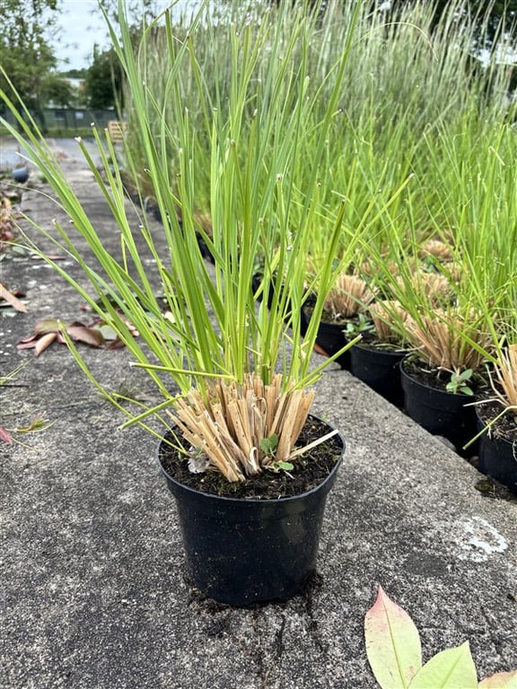 Cortaderia s. ‘White Plume’