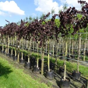 Corylus a. Purple Umbrella