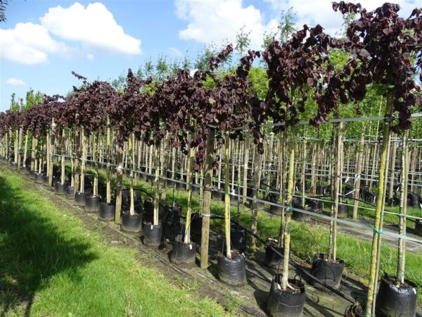 Corylus a. Purple Umbrella