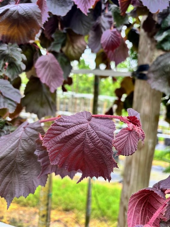 Corylus a. Purple Umbrella