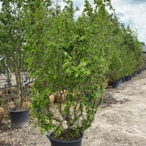 Corylus a. ‘Scooter’