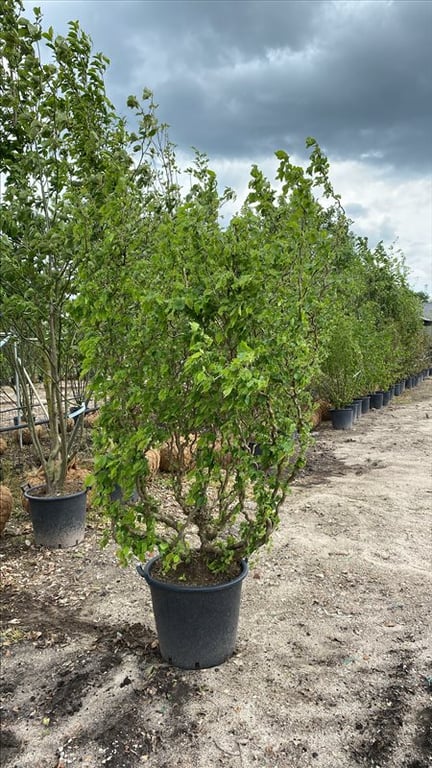 Corylus a. ‘Scooter’