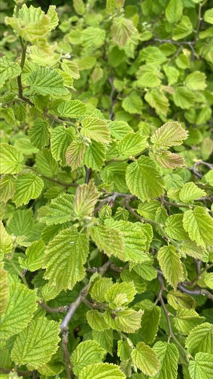 Corylus a. ‘Scooter’