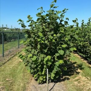 Corylus avellana