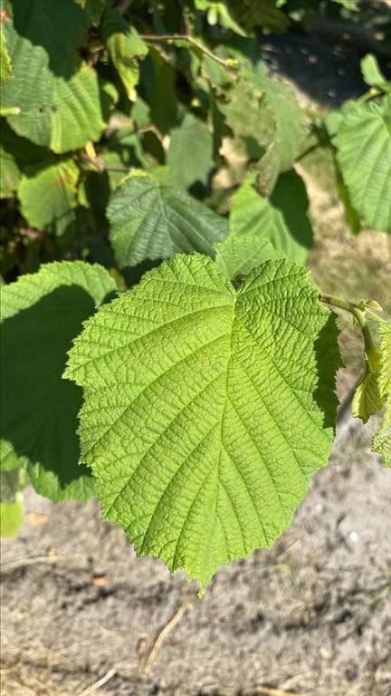 Corylus avellana