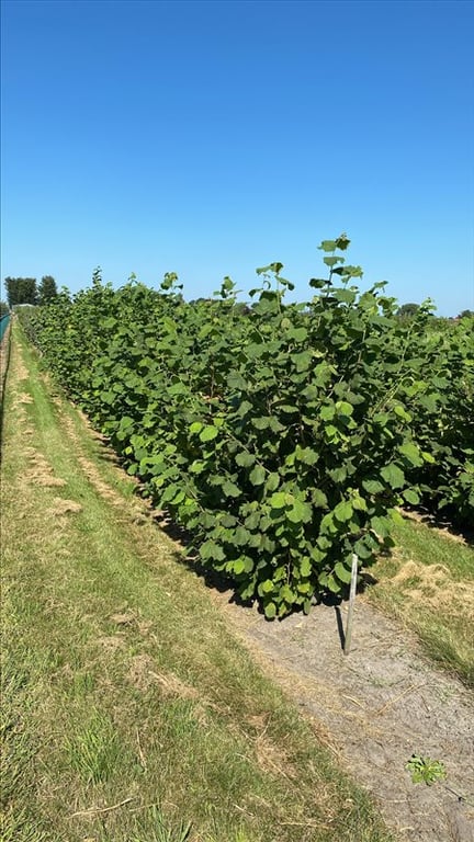 Corylus avellana