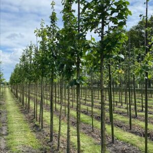 Corylus colurna