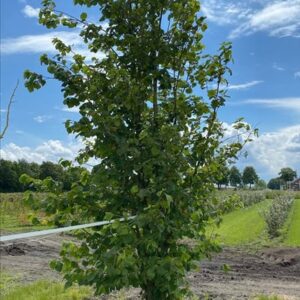 Corylus colurna