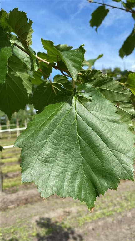 Corylus colurna