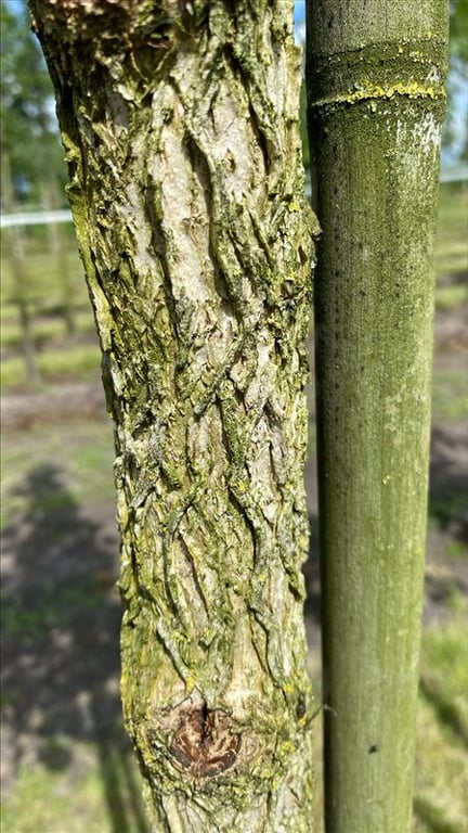 Corylus colurna