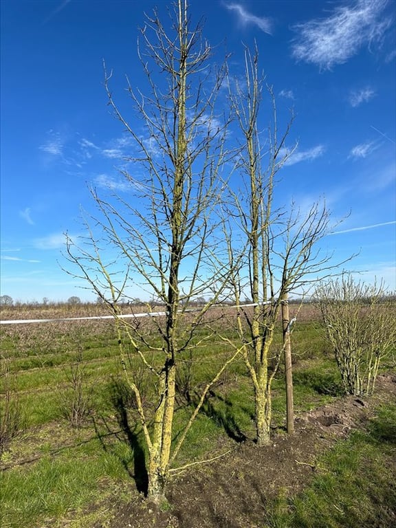 Corylus colurna