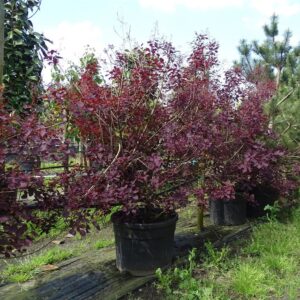 Cotinus cog. ‘Dusky Maiden’