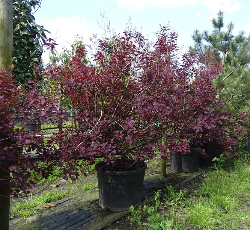 Cotinus cog. ‘Dusky Maiden’