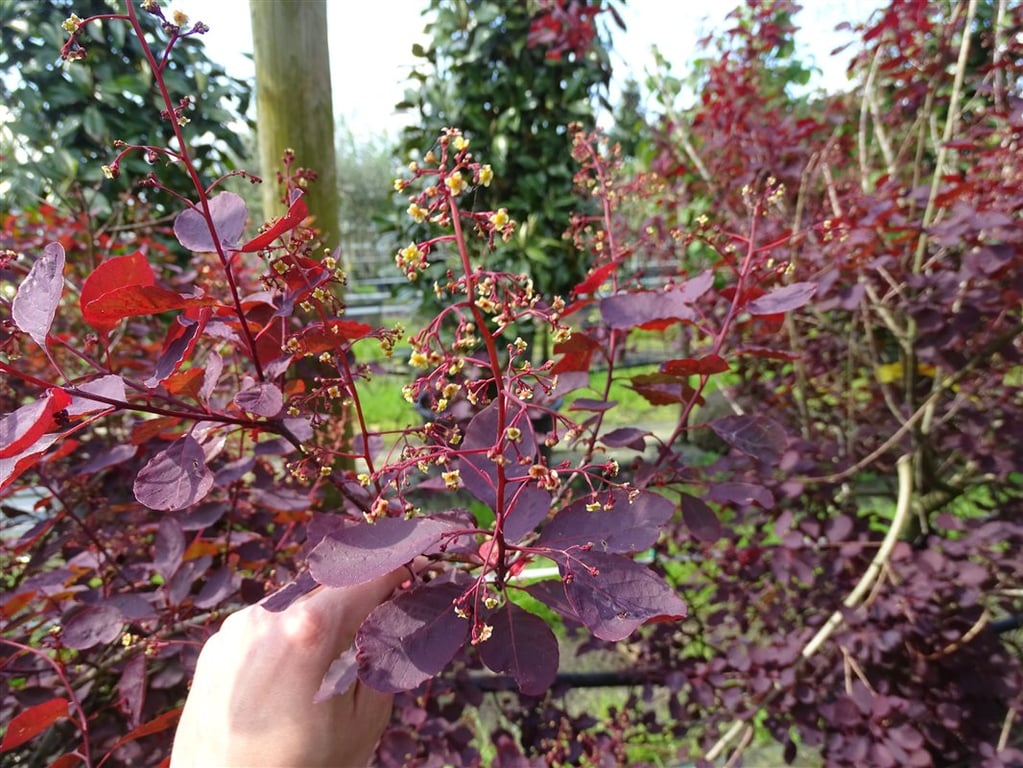 Cotinus cog. ‘Dusky Maiden’