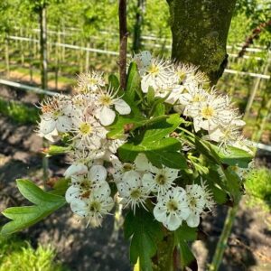 Crataegus laevigata