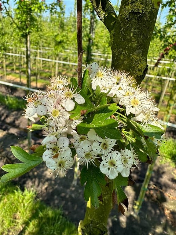 Crataegus laevigata