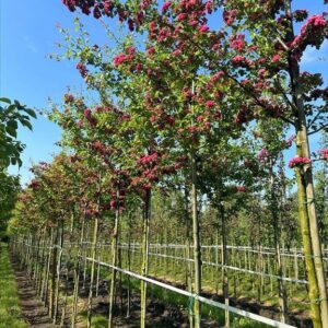 Crataegus media ‘Paul’s Scarlet’