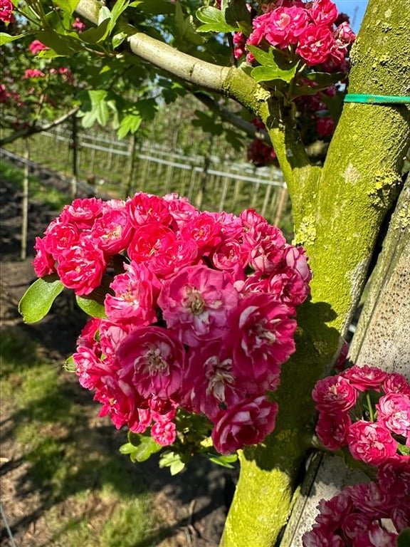 Crataegus media ‘Paul’s Scarlet’