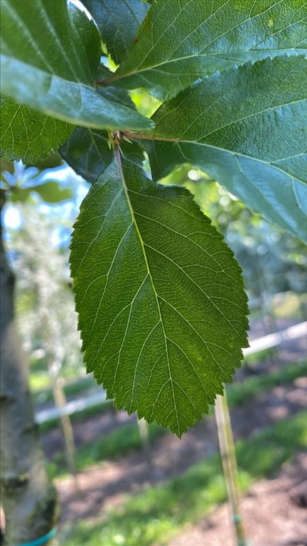 Crataegus persimilis ‘Splendens’