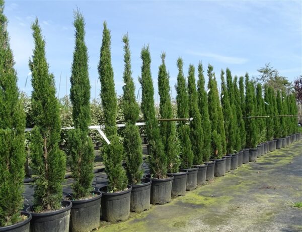 Cupressus semp. ‘Totem’