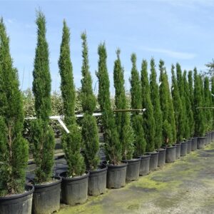 Cupressus semp. ‘Totem’