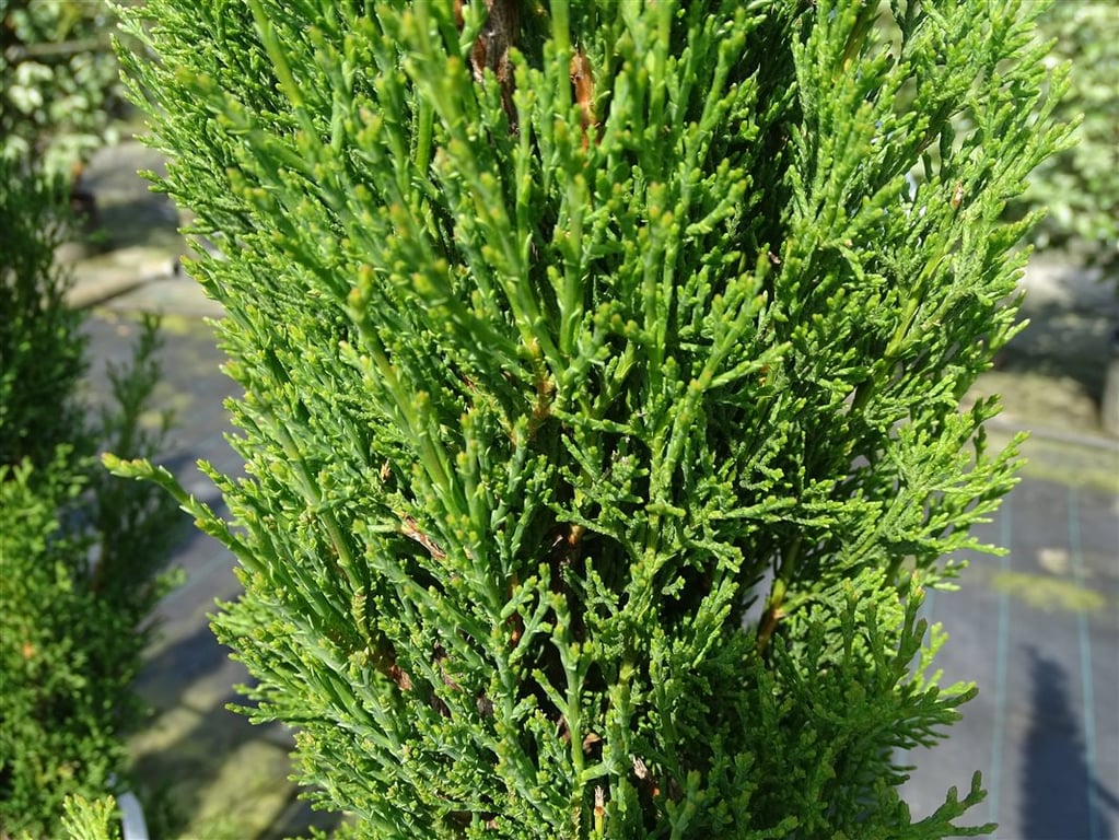 Cupressus semp. ‘Totem’